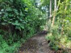 ඇල්පිටිය – කොළඹ මාර්ගයට මිටර් 150 දුරින් ඉඩමක්