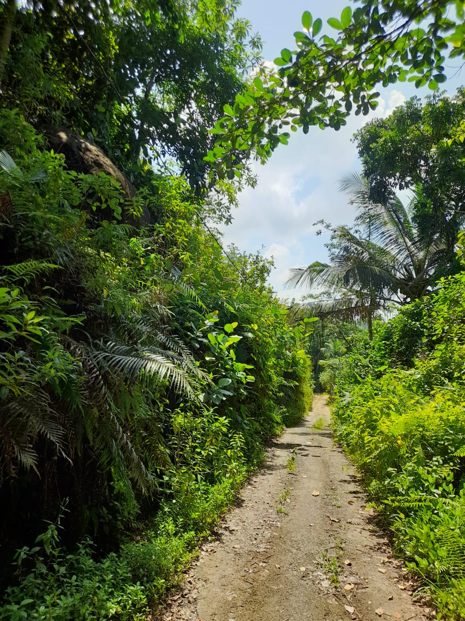 ඇල්පිටිය – කොළඹ මාර්ගයට මිටර් 150 දුරින් ඉඩමක්