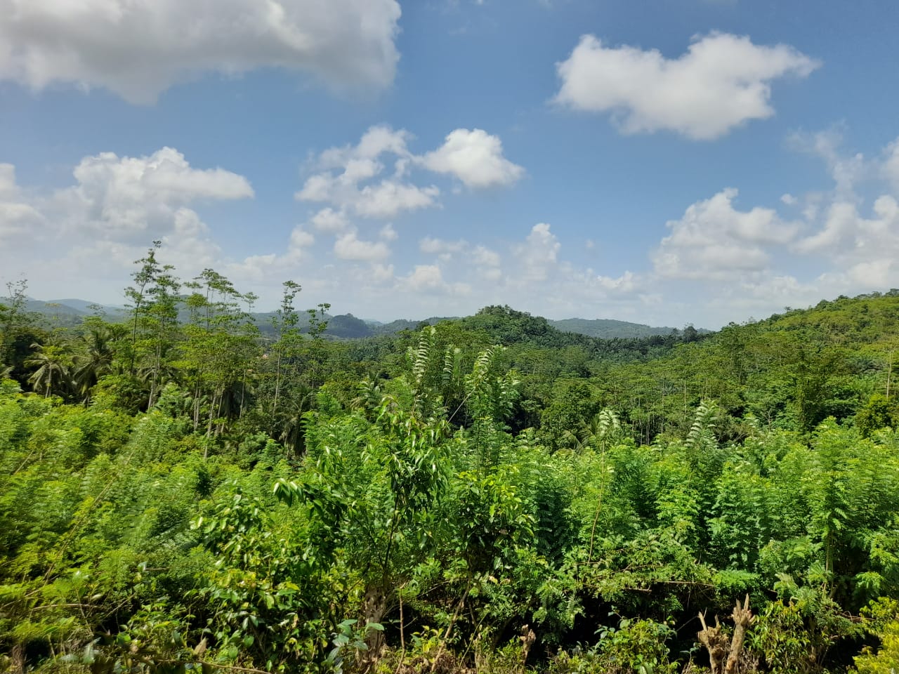 ඇල්පිටිය – කොළඹ මාර්ගයට මිටර් 150 දුරින් ඉඩමක්