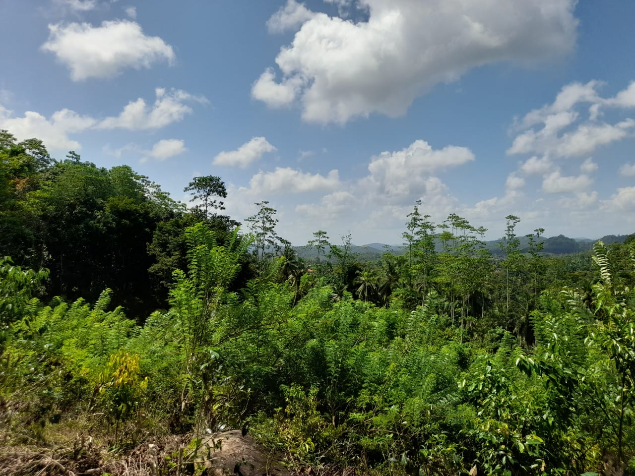 ඇල්පිටිය – කොළඹ මාර්ගයට මිටර් 150 දුරින් ඉඩමක්