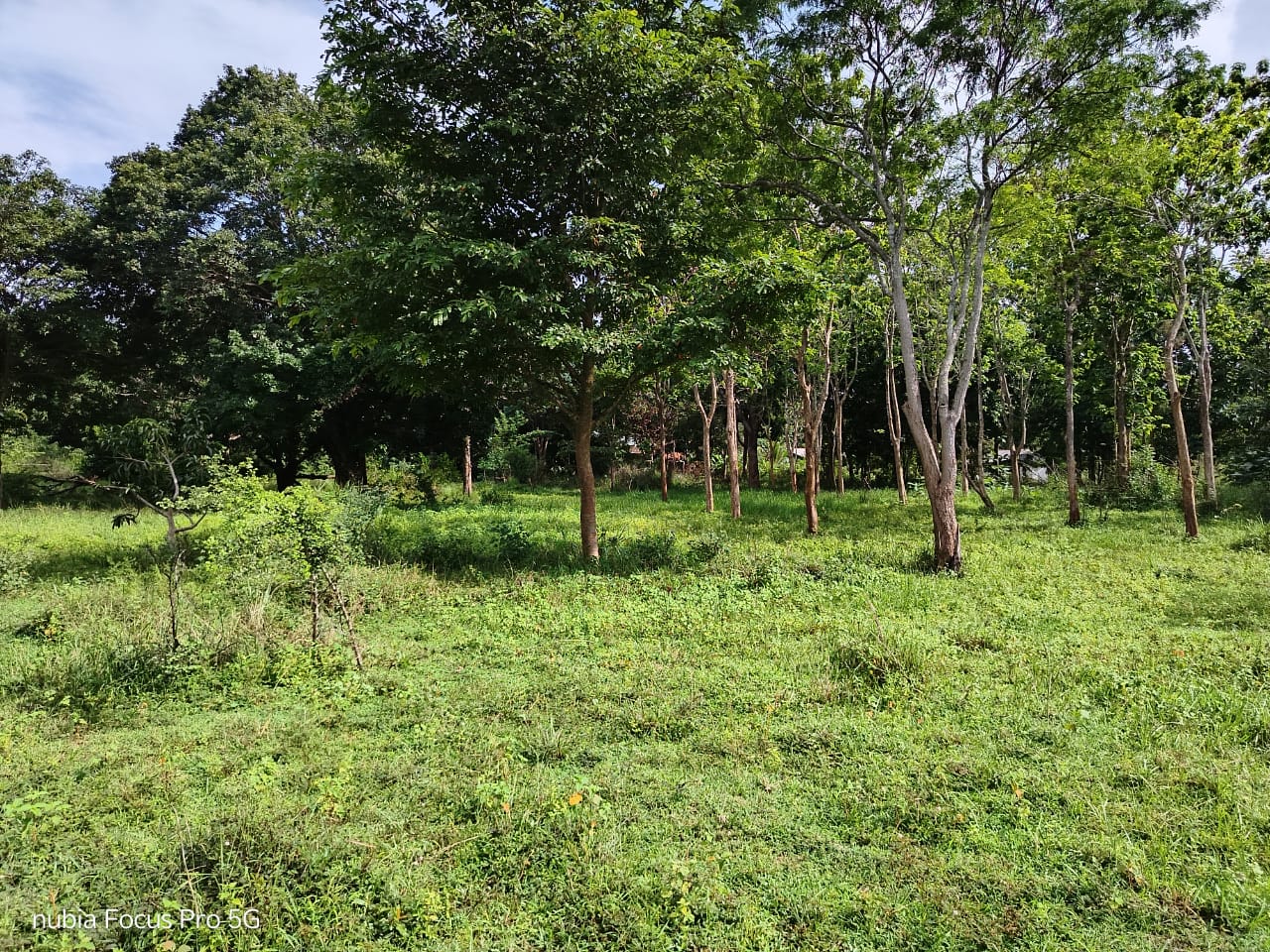 Land for Sale in Habarana