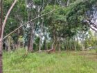 Land for Sale in Habarana