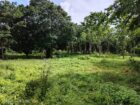 Land for Sale in Habarana
