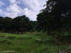 Land for Sale in Habarana