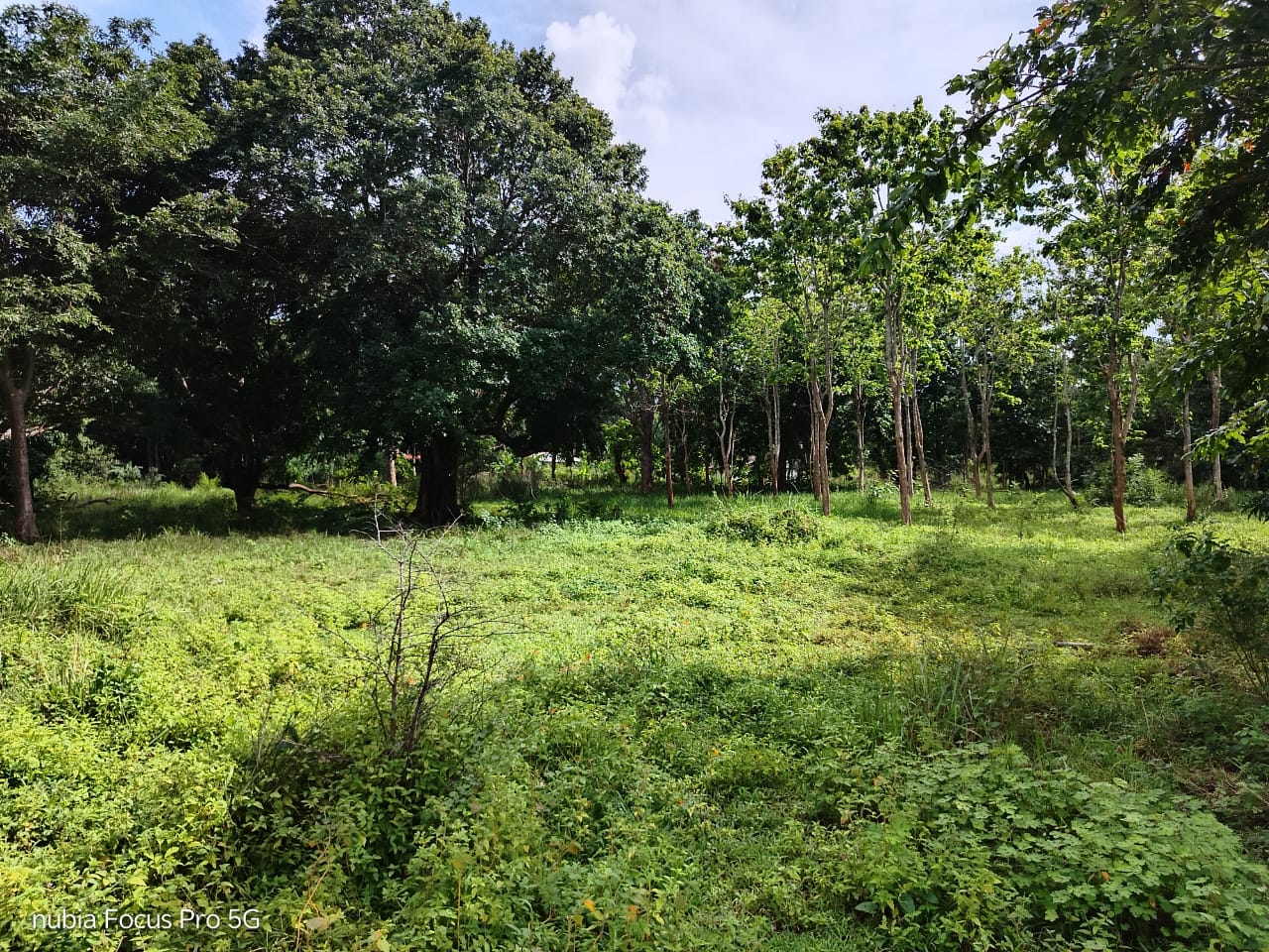 Land for Sale in Habarana