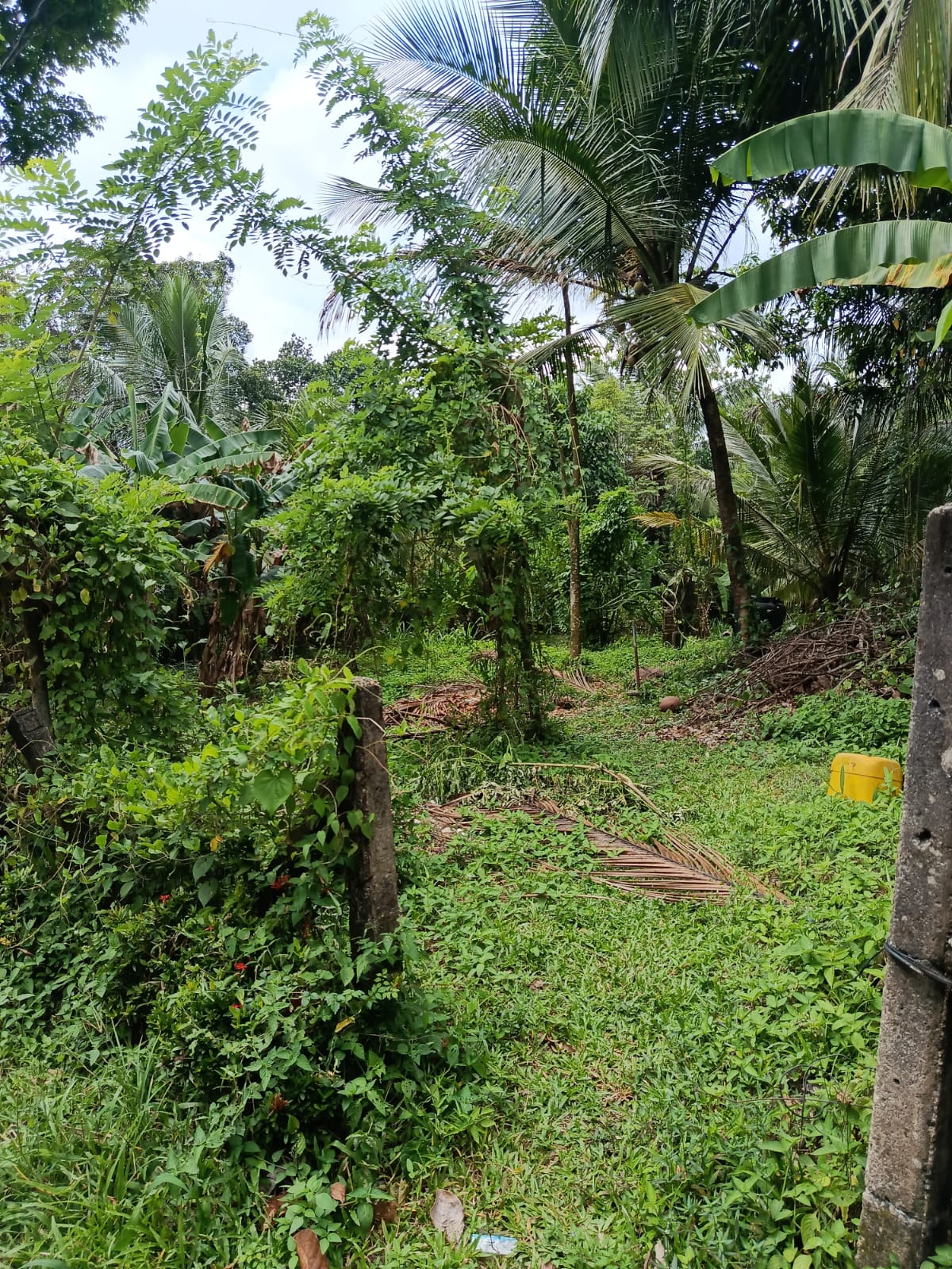 Valuable Land for Sale in Kadawatha