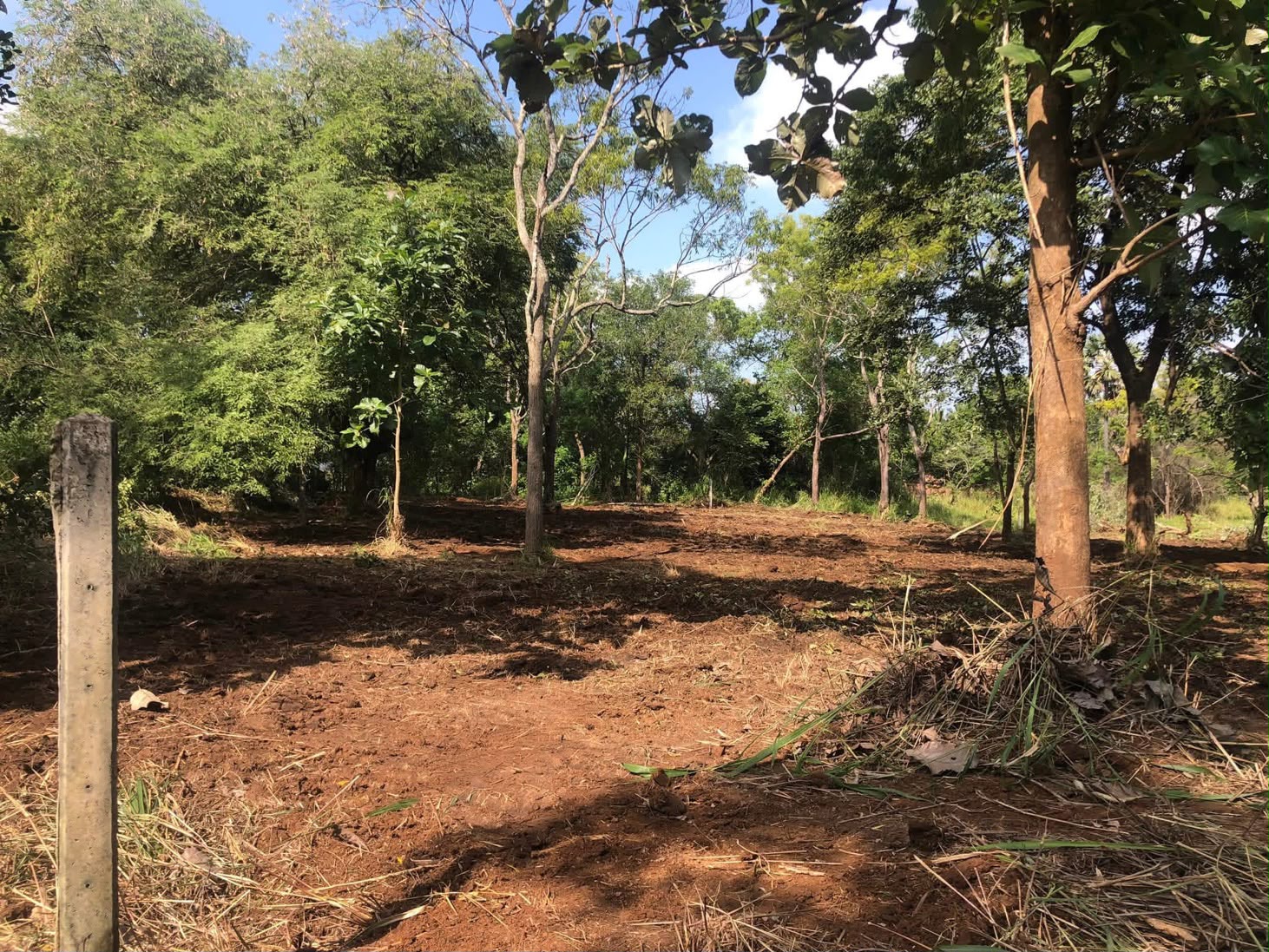 අනුරාධපුර පරසන්ගස්වැව ප්‍රදේශයේ පර්.49 ක හිස් ඉඩමක් විකිණීමට ඇත.
