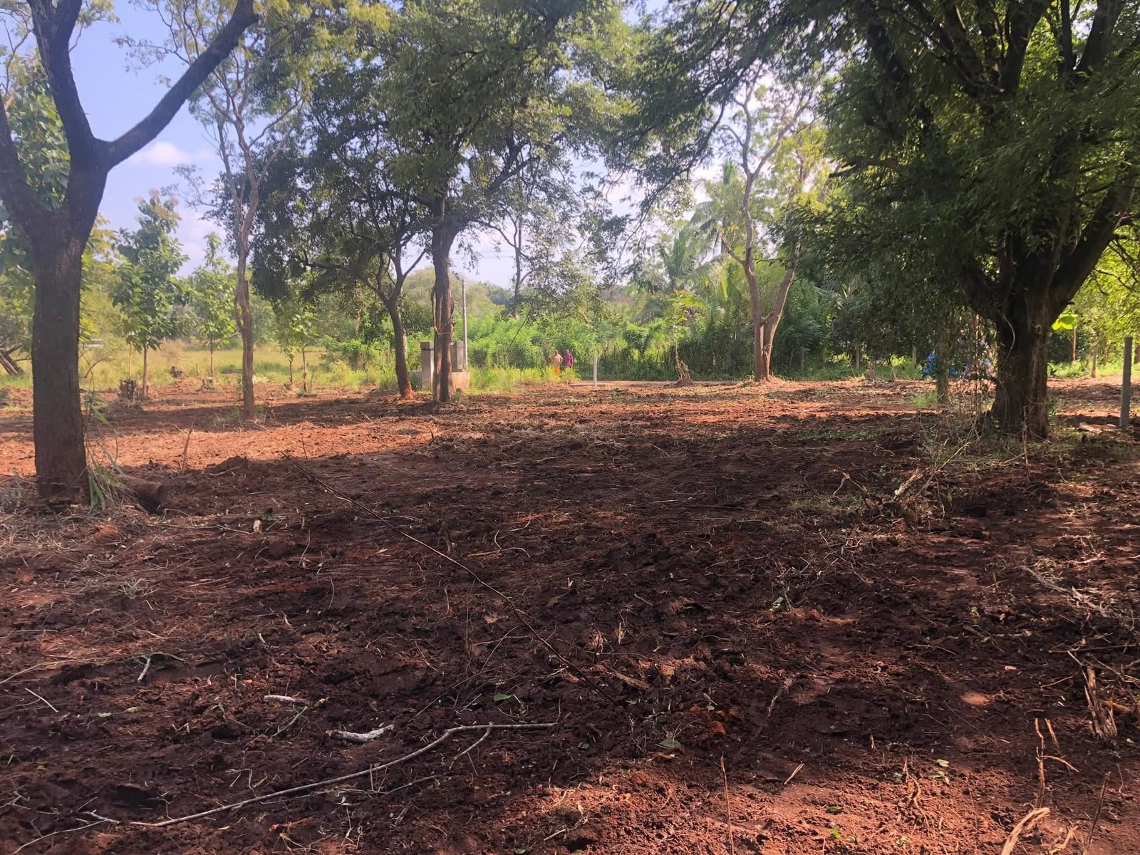 අනුරාධපුර පරසන්ගස්වැව ප්‍රදේශයේ පර්.49 ක හිස් ඉඩමක් විකිණීමට ඇත.