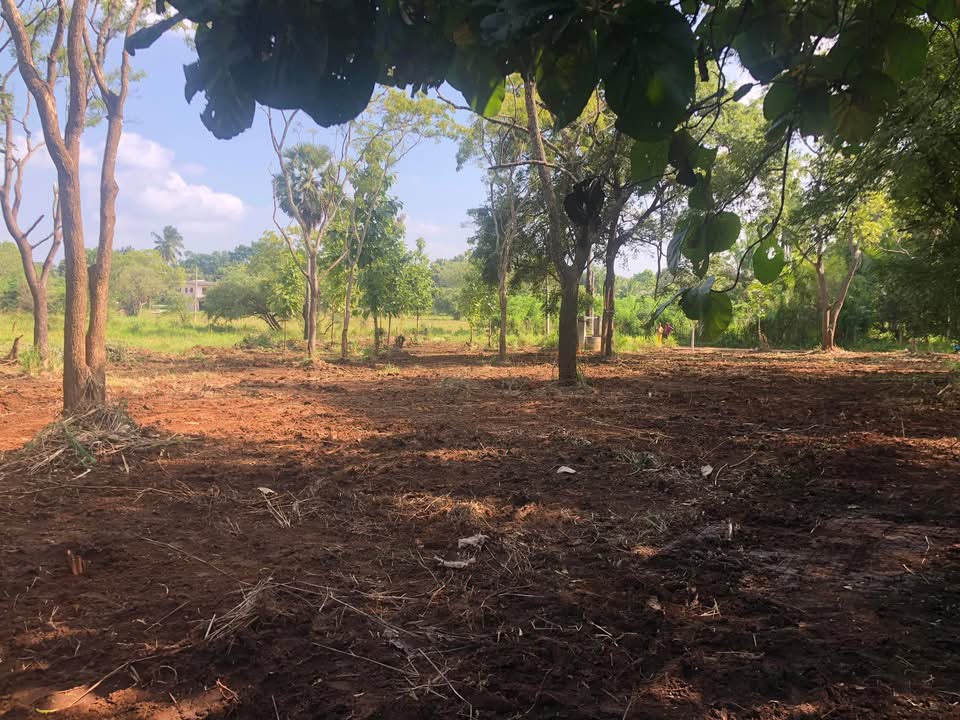 අනුරාධපුර පරසන්ගස්වැව ප්‍රදේශයේ පර්.49 ක හිස් ඉඩමක් විකිණීමට ඇත.