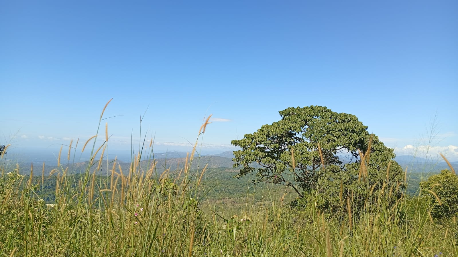 110 Perch Land For Sale In Beragala