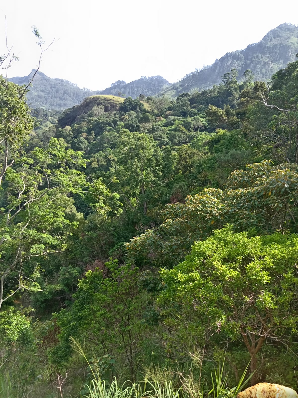 110 Perch Land For Sale In Beragala
