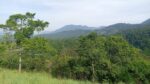 110 Perch Land For Sale In Beragala