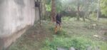 Luxury Land For Sale In Jaela – Maeliya