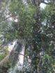 Land with 5 Bedroom House for Sale Homagama