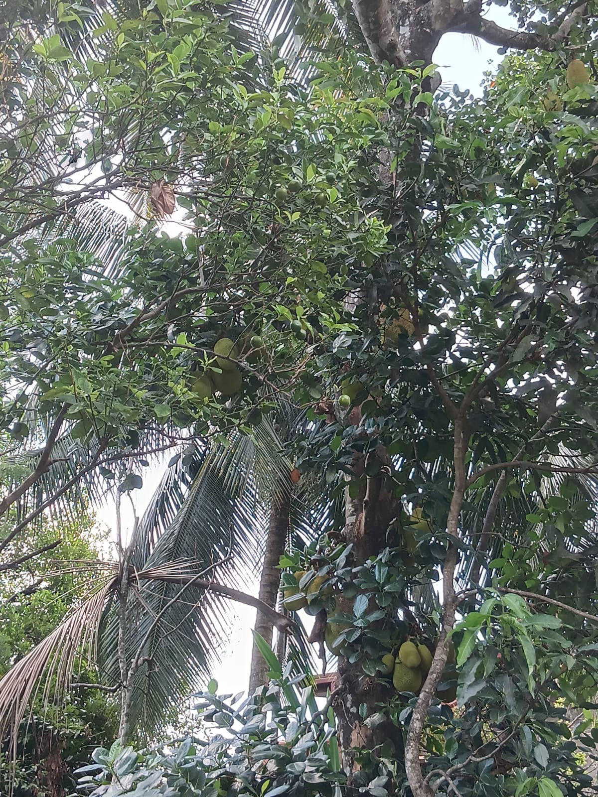 Land with 5 Bedroom House for Sale Homagama