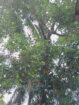 Land with 5 Bedroom House for Sale Homagama