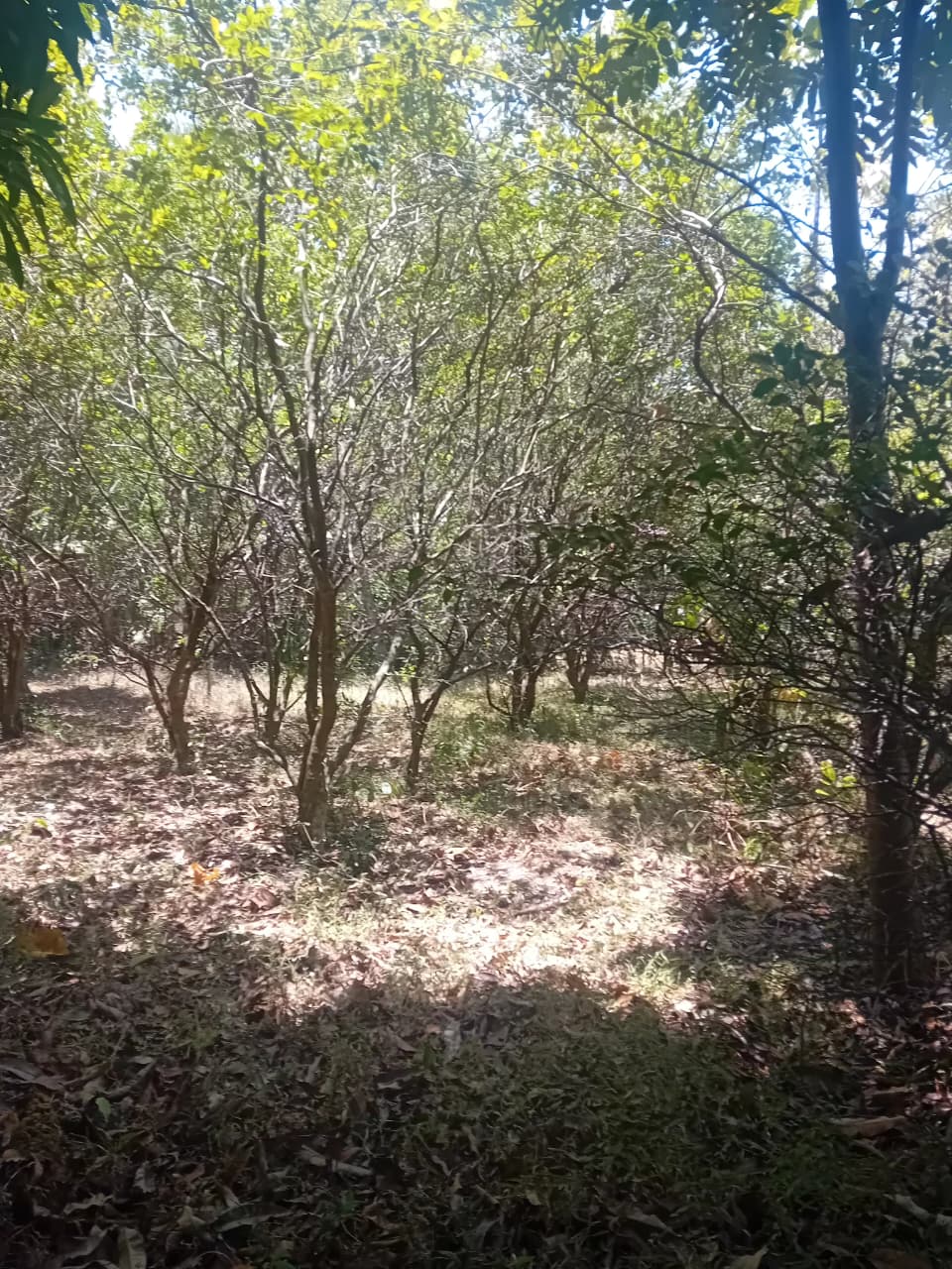 පර්චස් 34 අගනා ඉඩමක් – වැල්ලවාය