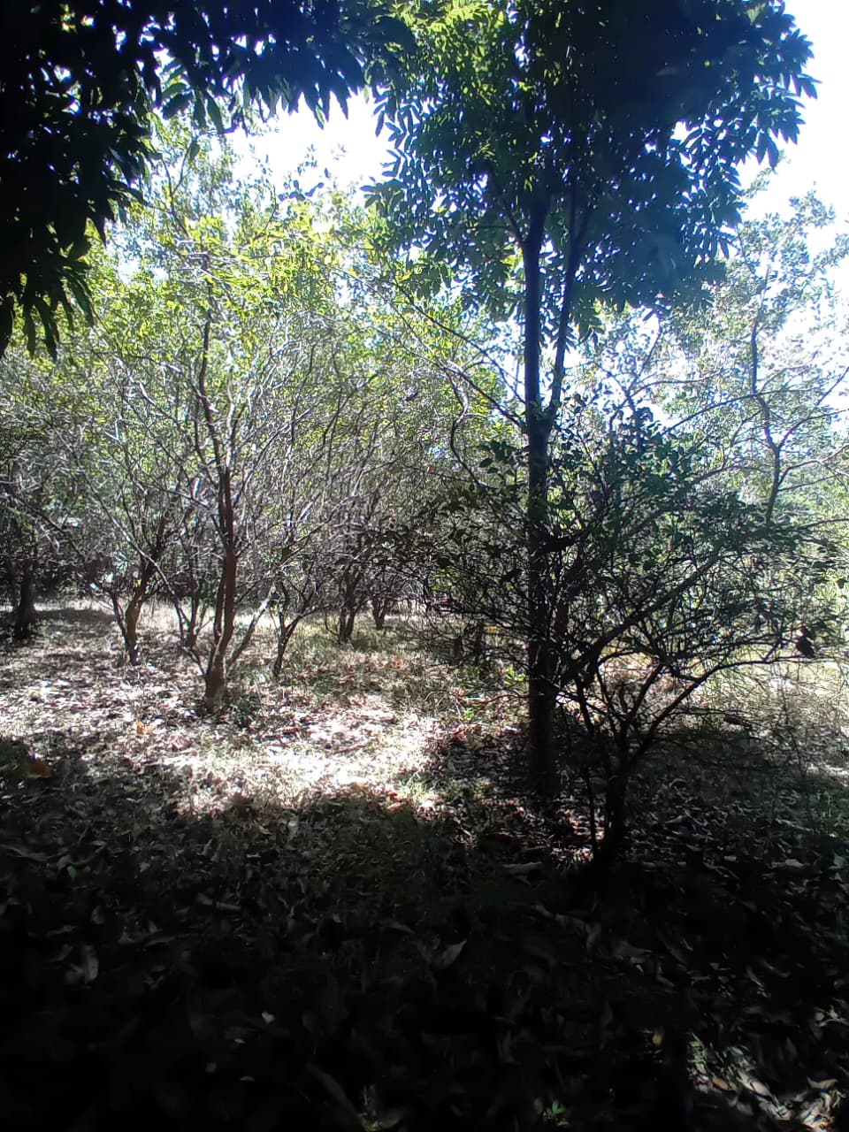 පර්චස් 34 අගනා ඉඩමක් – වැල්ලවාය