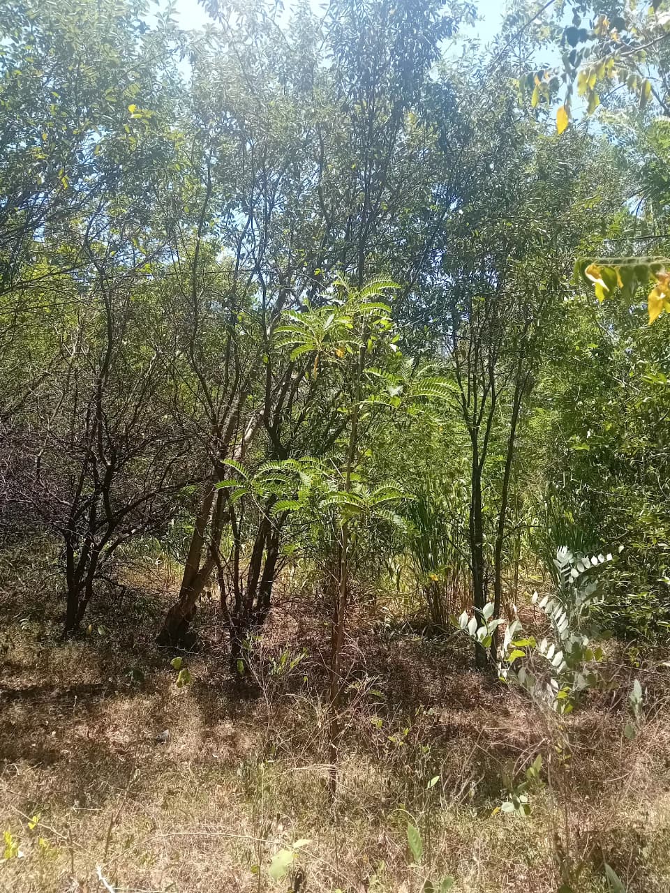 පර්චස් 34 අගනා ඉඩමක් – වැල්ලවාය