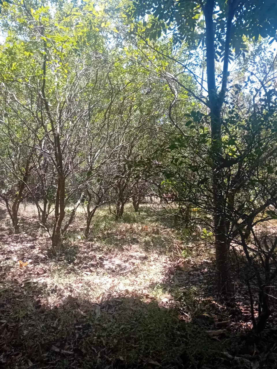 පර්චස් 34 අගනා ඉඩමක් – වැල්ලවාය