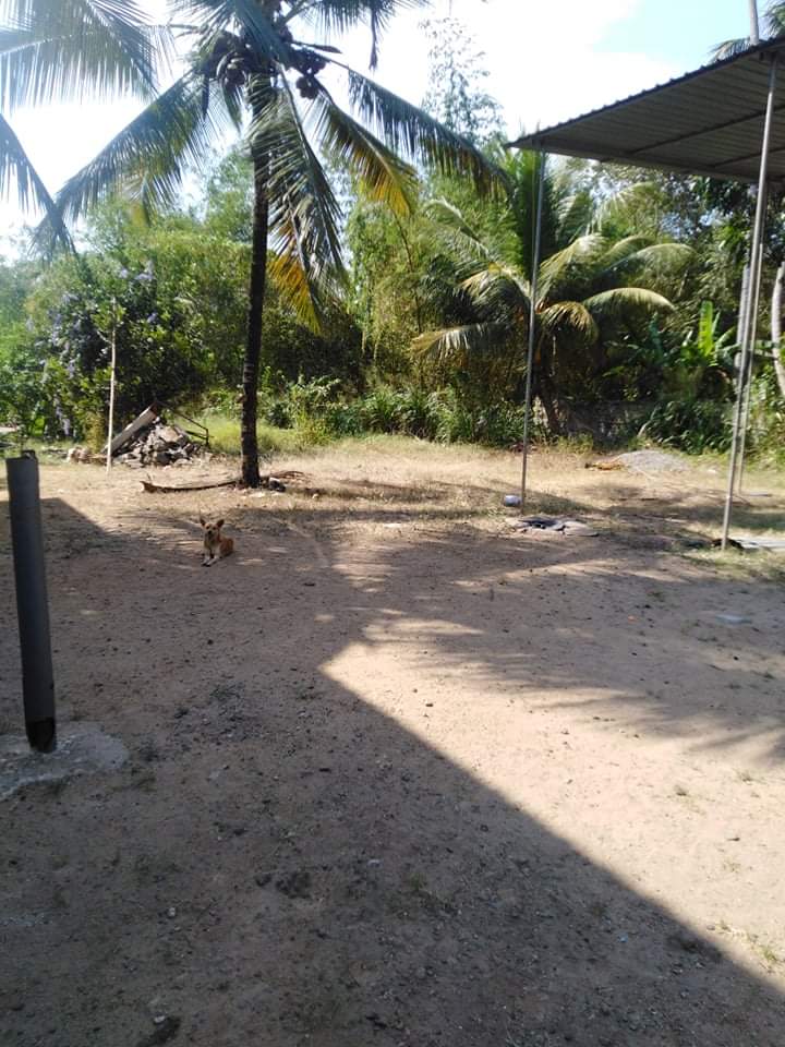 Land For Sale Alawwa