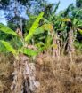 Land For Sale In Monaragala
