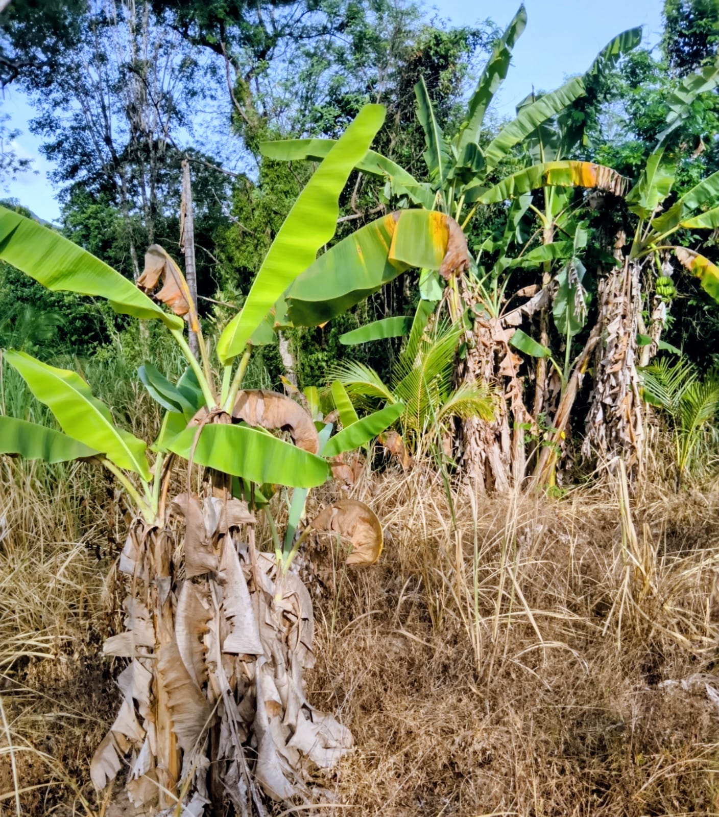 Land For Sale In Monaragala