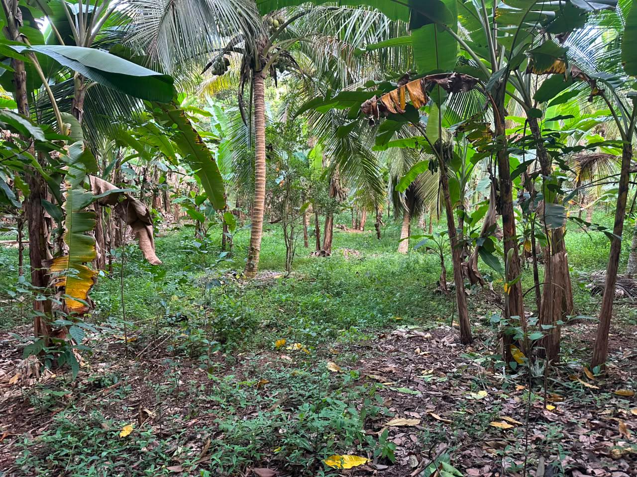 Land for Sale Aruggoda Panadura
