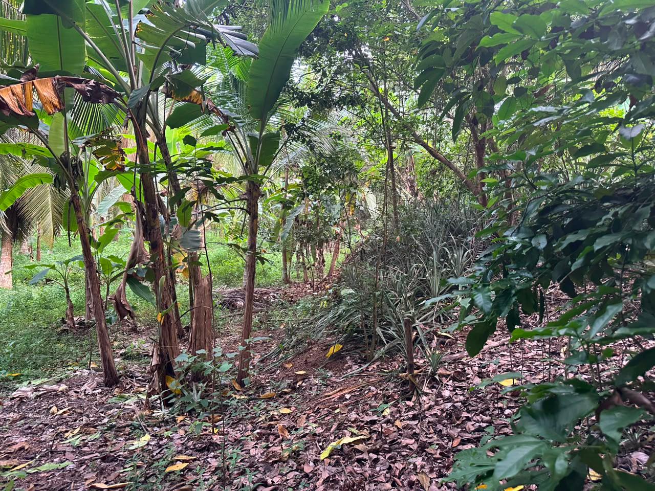 Land for Sale Aruggoda Panadura