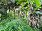 Land for Sale in Ahangama Imaduwa Main Road