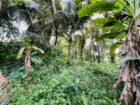 Land for Sale in Ahangama Imaduwa Main Road