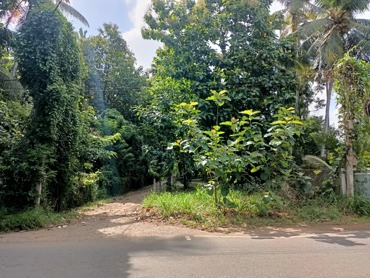 කඳවලින් ඉඩමක් විකිණීමට Land For Sale In Kandawala