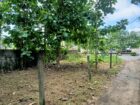 කඳවලින් ඉඩමක් විකිණීමට Land For Sale In Kandawala