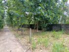 කඳවලින් ඉඩමක් විකිණීමට Land For Sale In Kandawala