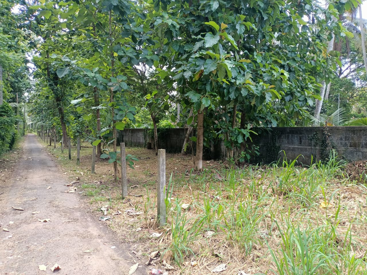 කඳවලින් ඉඩමක් විකිණීමට Land For Sale In Kandawala