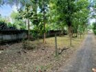 කඳවලින් ඉඩමක් විකිණීමට Land For Sale In Kandawala