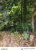Land for Sale in Gannoruwa