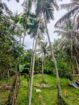 අගනා ඉඩමක් සමග නිවස විකිණීමට