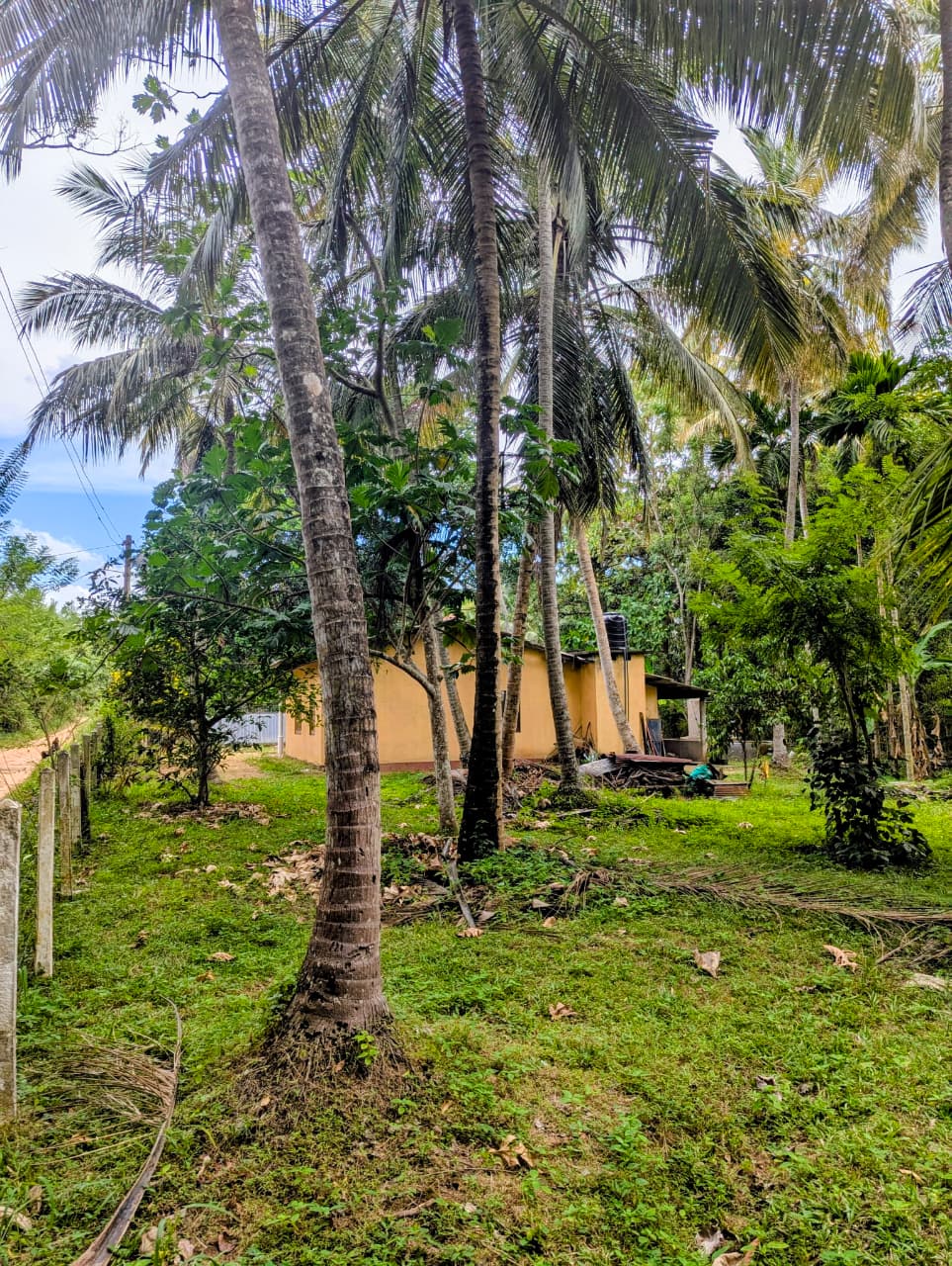 අගනා ඉඩමක් සමග නිවස විකිණීමට