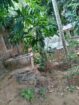 පොළොන්නරැව Land with House Sale
