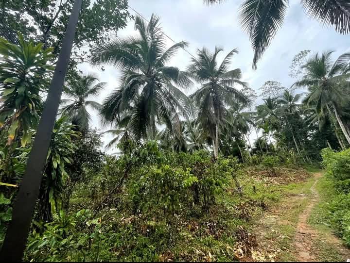Land For Sale In Pitigala Elpitiya