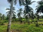 Land For Sale In Pitigala Elpitiya