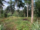 Land For Sale In Pitigala Elpitiya
