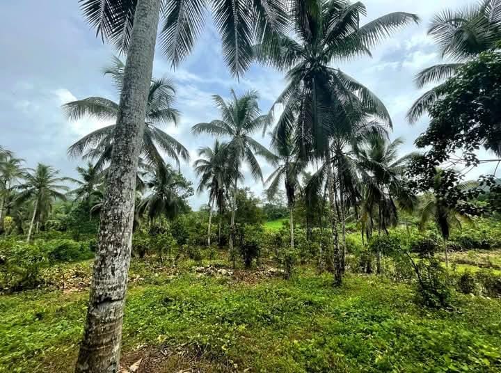 Land For Sale In Pitigala Elpitiya