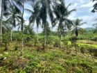 Land For Sale In Pitigala Elpitiya