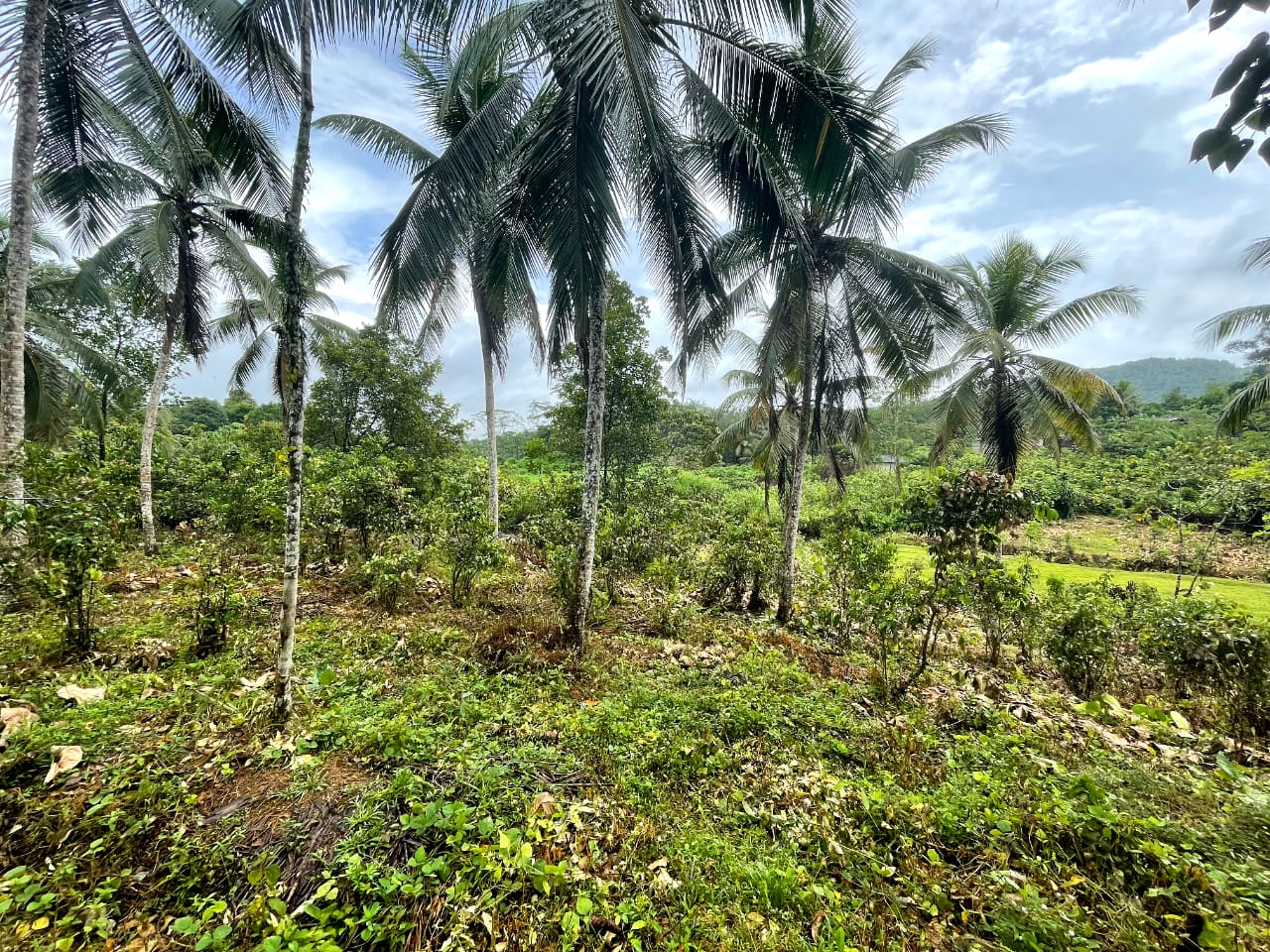 Land For Sale In Pitigala Elpitiya