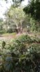 Land for Sale in Ratnapura