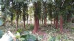Land for Sale in Ratnapura