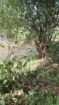 Land for Sale in Ratnapura