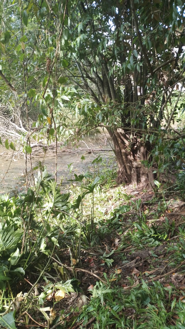 Land for Sale in Ratnapura